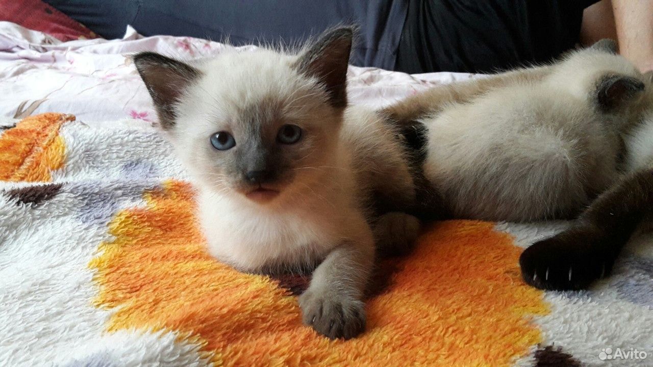Тайские котята