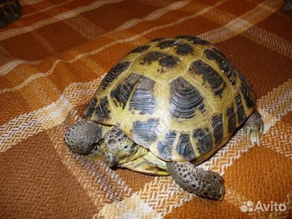 Всё что связано с римом Всё что связано с римом