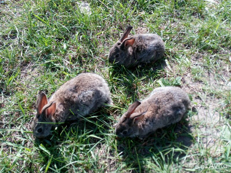Кролики фландеры купить на Зозу.ру - фотография № 3