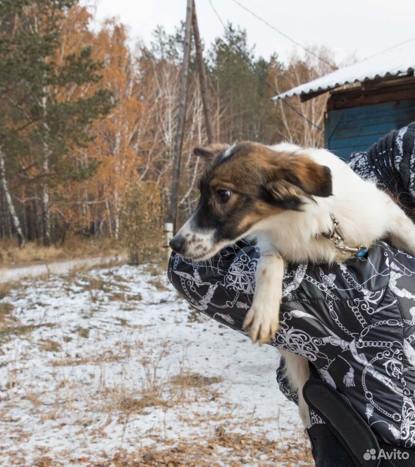 Очаровательная молодая собачка ждёт семью купить на Зозу.ру - фотография № 5