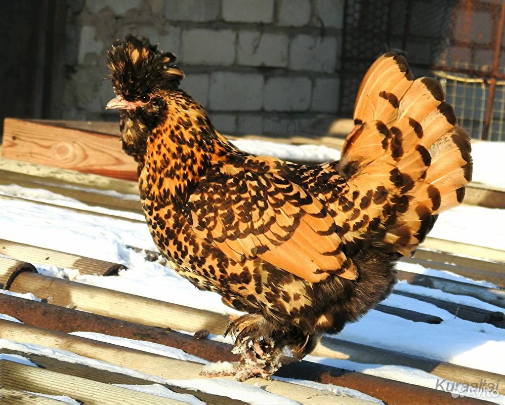 Цыплята павловской золотистой породы кур купить на Зозу.ру - фотография № 1