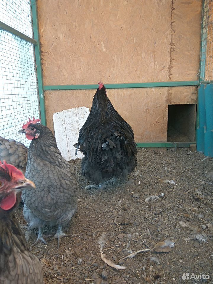 Цыплята, Петухи, яйцо купить на Зозу.ру - фотография № 9