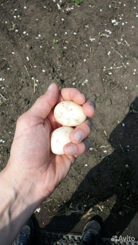 Яйцо инкубационное китайских шелковых куриц купить на Зозу.ру - фотография № 2