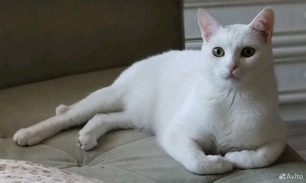Белый кот ждет новых родителей купить на Зозу.ру - фотография № 1