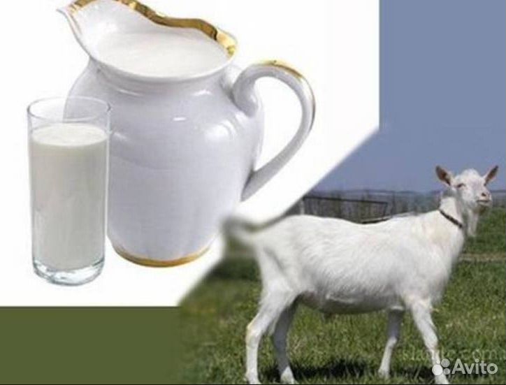 Козье молочко купить на Зозу.ру - фотография № 1