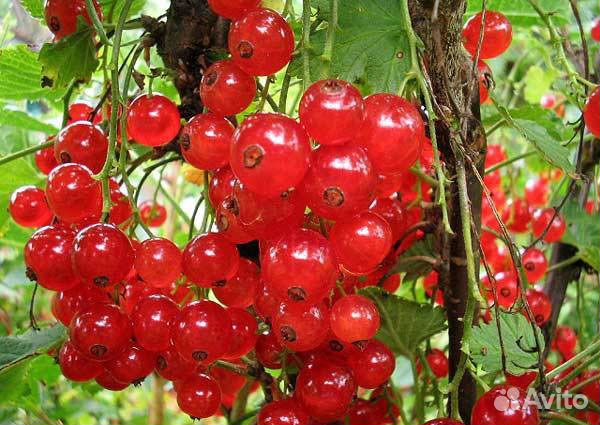Саженцы ягодных культур купить на Зозу.ру - фотография № 5