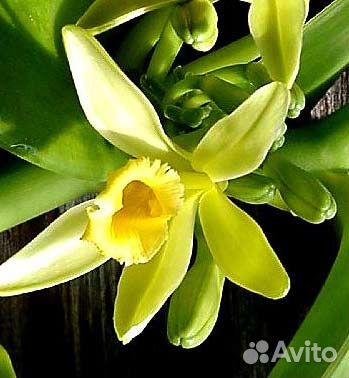 Vanilla planifolia от 20см купить на Зозу.ру - фотография № 2