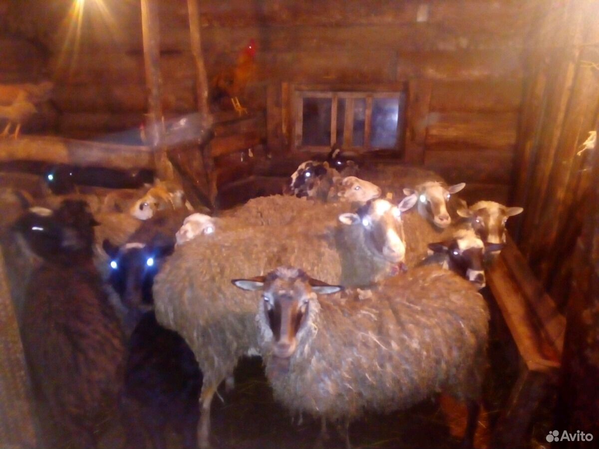 Продам Овцы, бараны 1-2 шт купить на Зозу.ру - фотография № 3