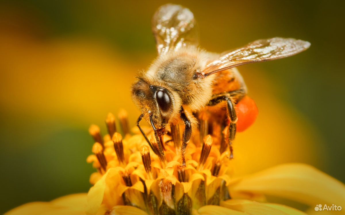 Пчёлы семьи купить на Зозу.ру - фотография № 1