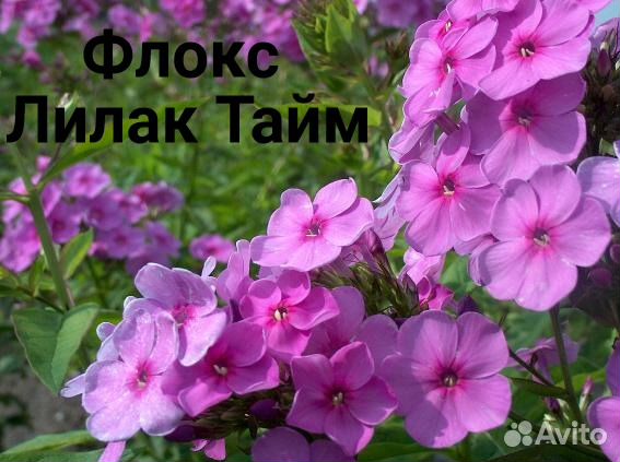 Цветы для дачи купить на Зозу.ру - фотография № 10