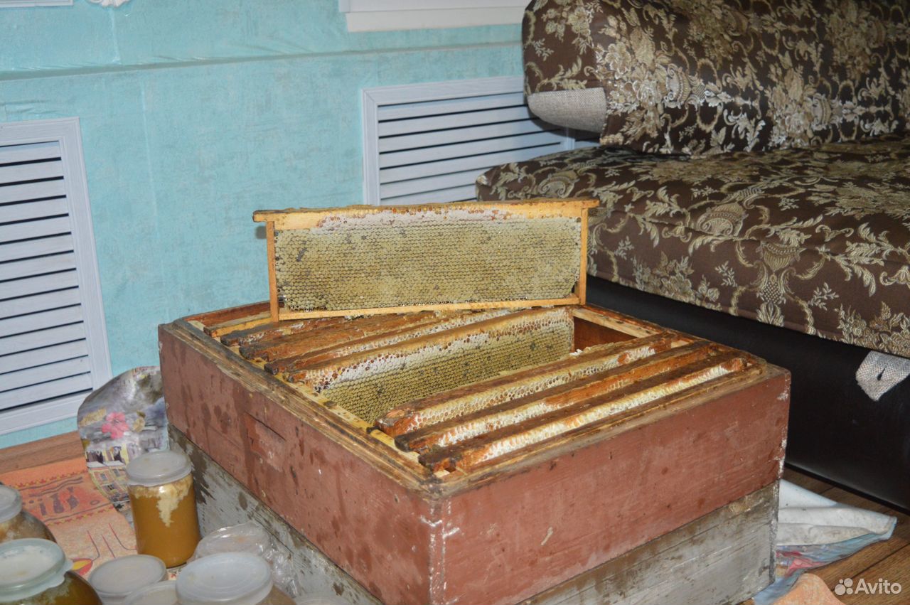 Продам цветочный мёд с личной пасеки купить на Зозу.ру - фотография № 4