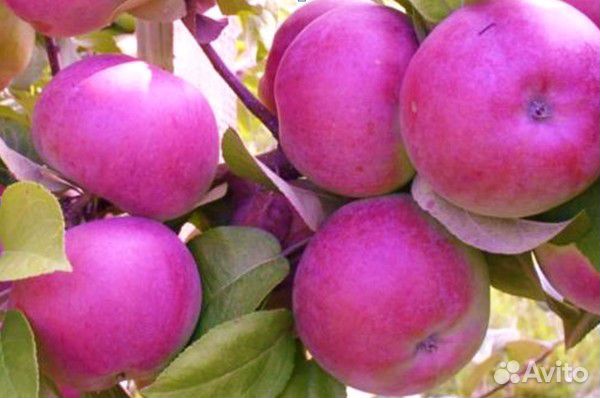 Саженцы яблони, груши, вишни, сливы купить на Зозу.ру - фотография № 8