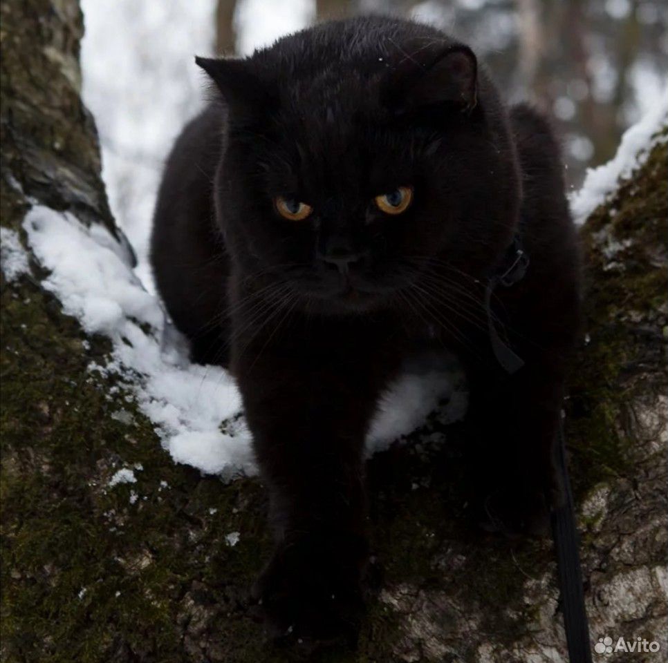 Британская кошка черная фото