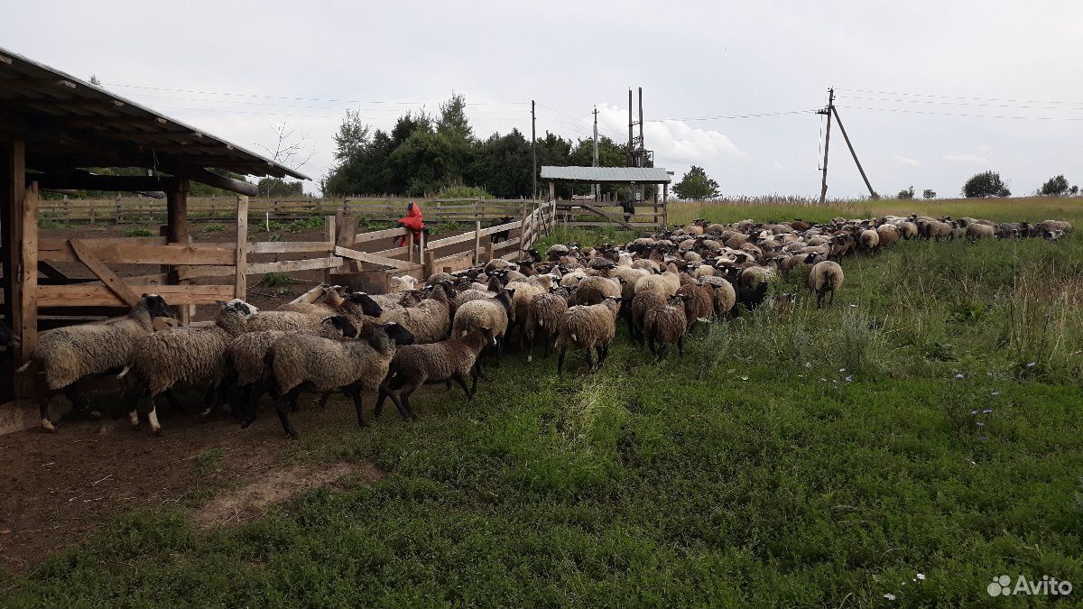 Овцы, бараны купить на Зозу.ру - фотография № 1