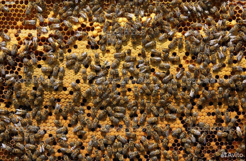 Семьи пчел купить на Зозу.ру - фотография № 3