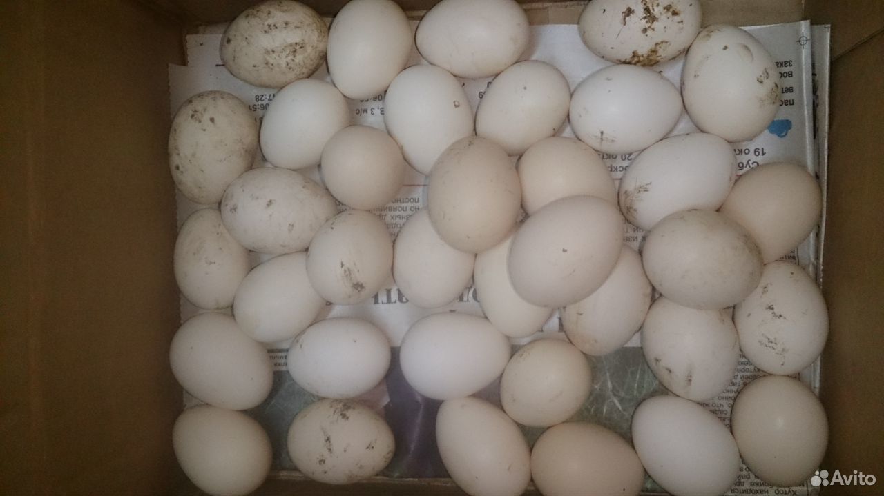 Инкубационное яйцо "Корольков", Ситцевые бентамки купить на Зозу.ру - фотография № 1