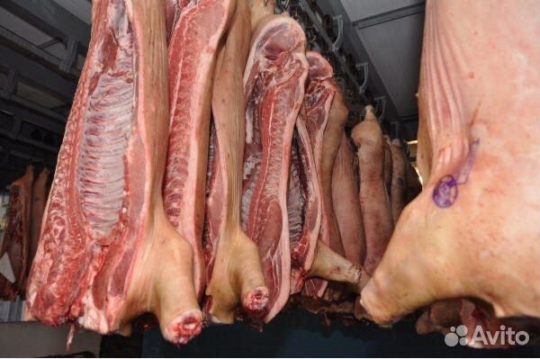 Мясокомбинат реализует мясо говядины(бык молодняк) купить на Зозу.ру - фотография № 8