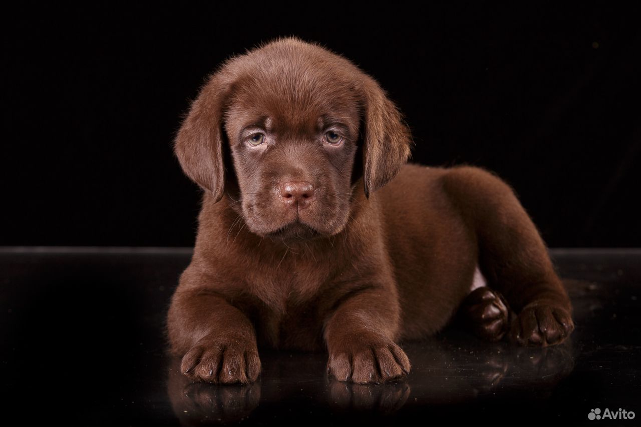 щенок породы золота звёздочка. элитные щенки. циннамон кейк питомник лабрадоров. лабрадор ретривер шоколадный. лабрадор ретривер.