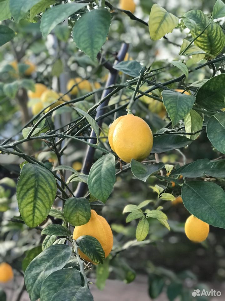 Лимоны купить на Зозу.ру - фотография № 1