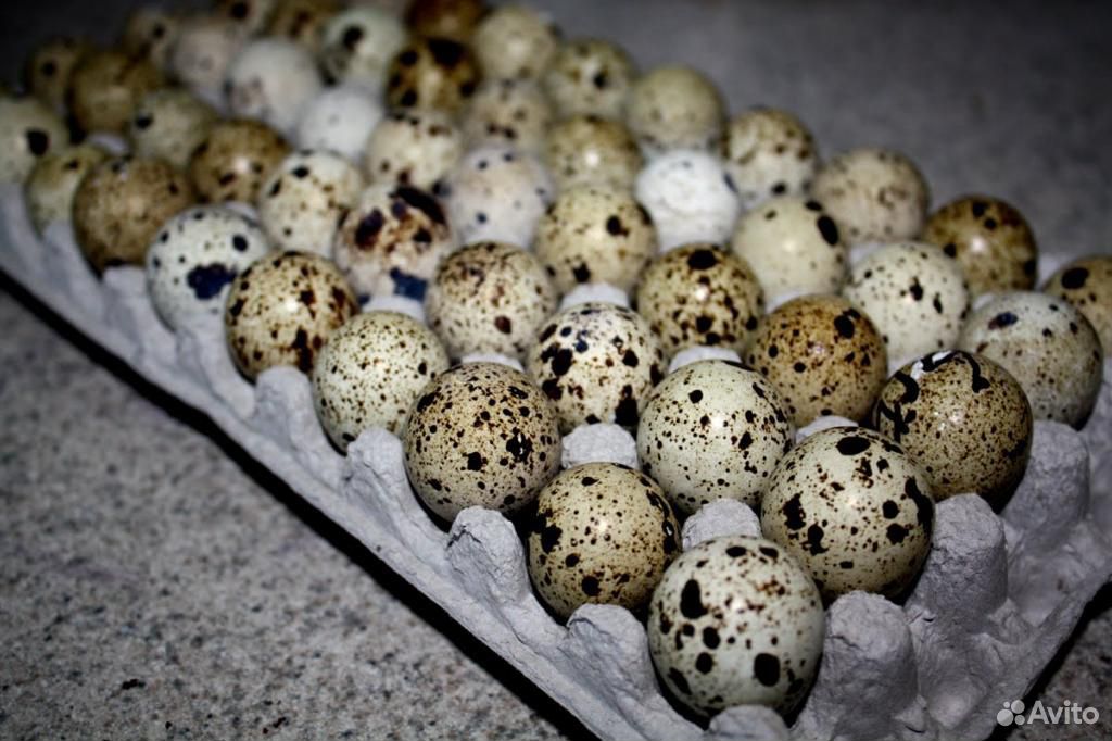 Инкубационное яйцо перепелов купить на Зозу.ру - фотография № 1