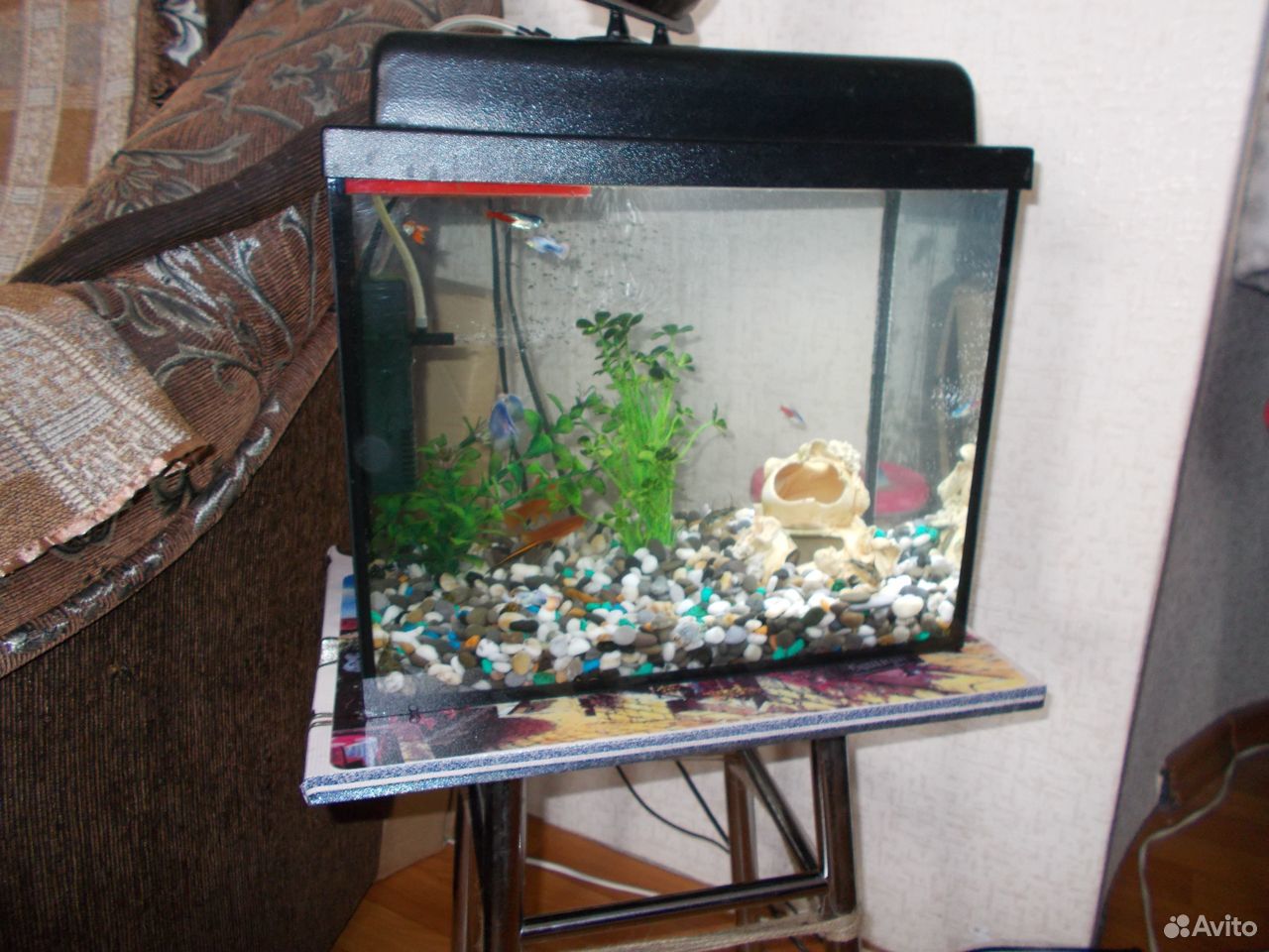 Продам аквариум -24 литра вместе с рыбками купить на Зозу.ру - фотография № 1