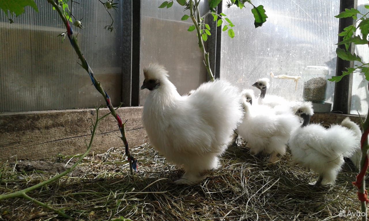 Цыплята, птенцы китайской шёлковой курицы купить на Зозу.ру - фотография № 2