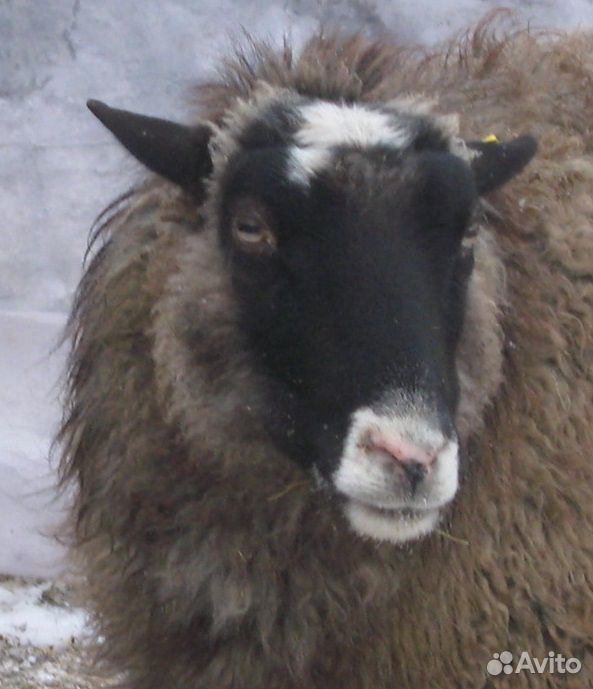 Овца романовской породы купить на Зозу.ру - фотография № 1
