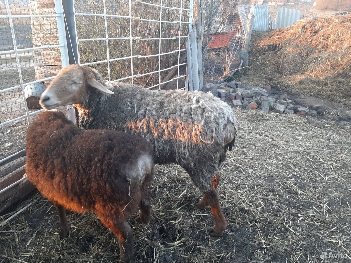 Овца курдючная и баранчик(от нее 4 месяца.) купить на Зозу.ру - фотография № 3