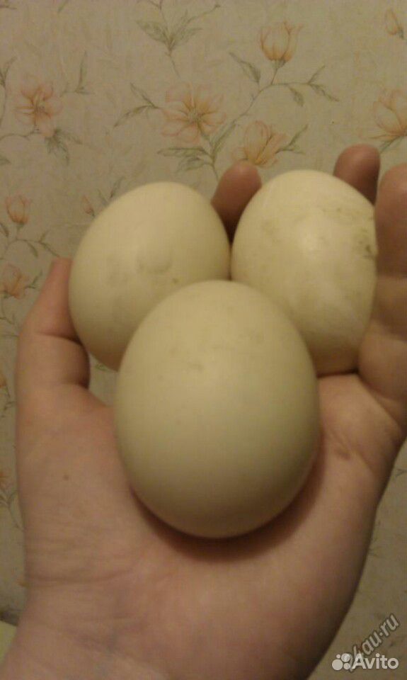 Яйца инкубационные мускусной утки купить на Зозу.ру - фотография № 1