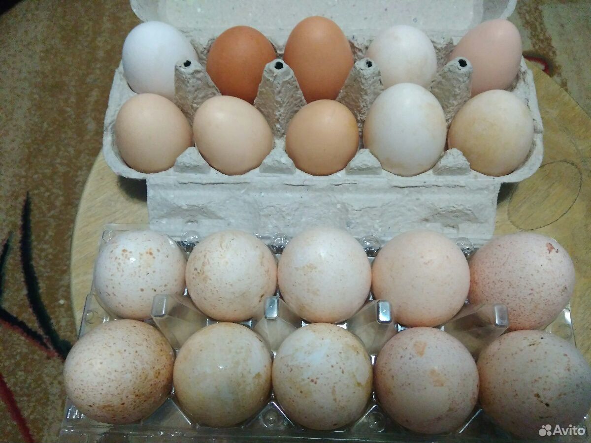 Купить индюшиные яйца для инкубатора