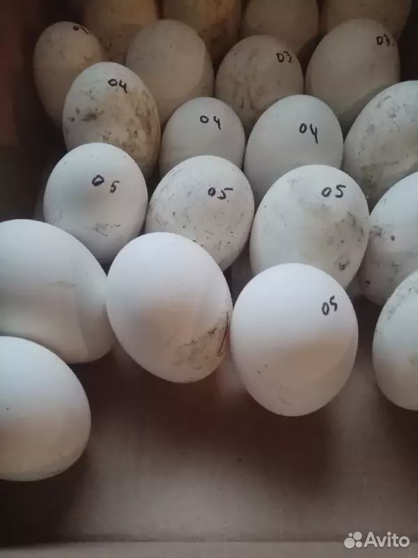 Инкубационные яйца гусиные и утиные купить на Зозу.ру - фотография № 2