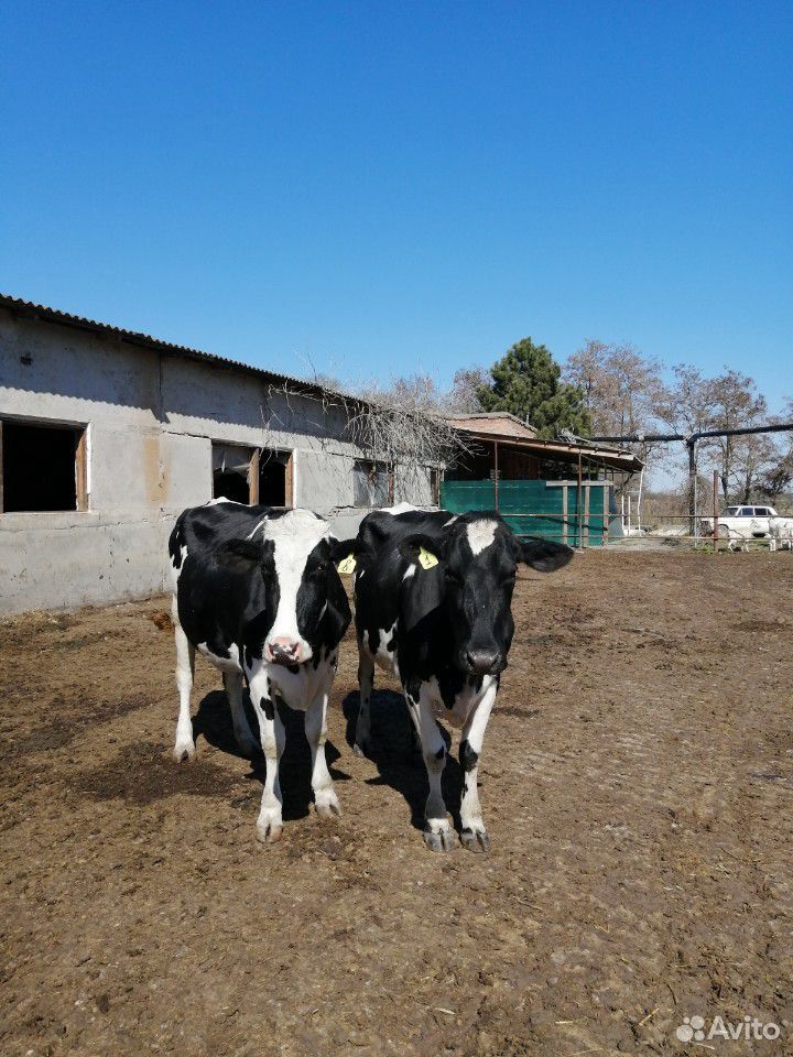 Бычки тёлки коровы купить на Зозу.ру - фотография № 1
