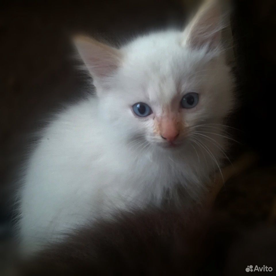 Котята, 1.5 месяц, отдам бесплатно, в хорошие руки купить на Зозу.ру - фотография № 4