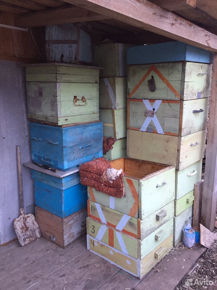 Продаю семьи пчёл с ульями и прочей утварью купить на Зозу.ру - фотография № 5