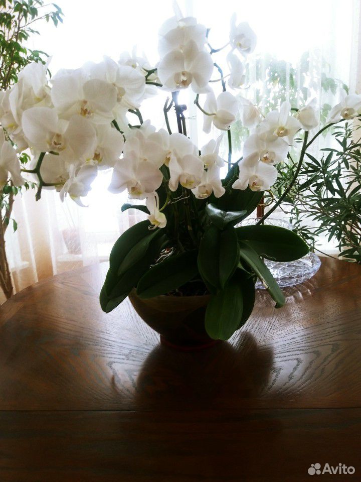 Орхидея Дендробиум купить на Зозу.ру - фотография № 3