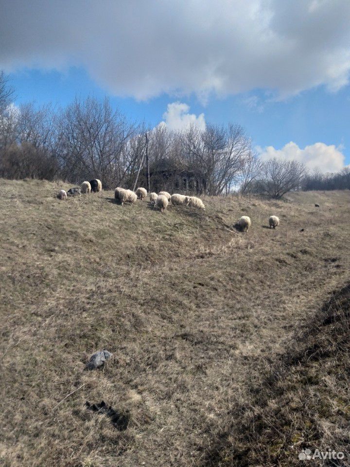 Продаю овец купить на Зозу.ру - фотография № 2