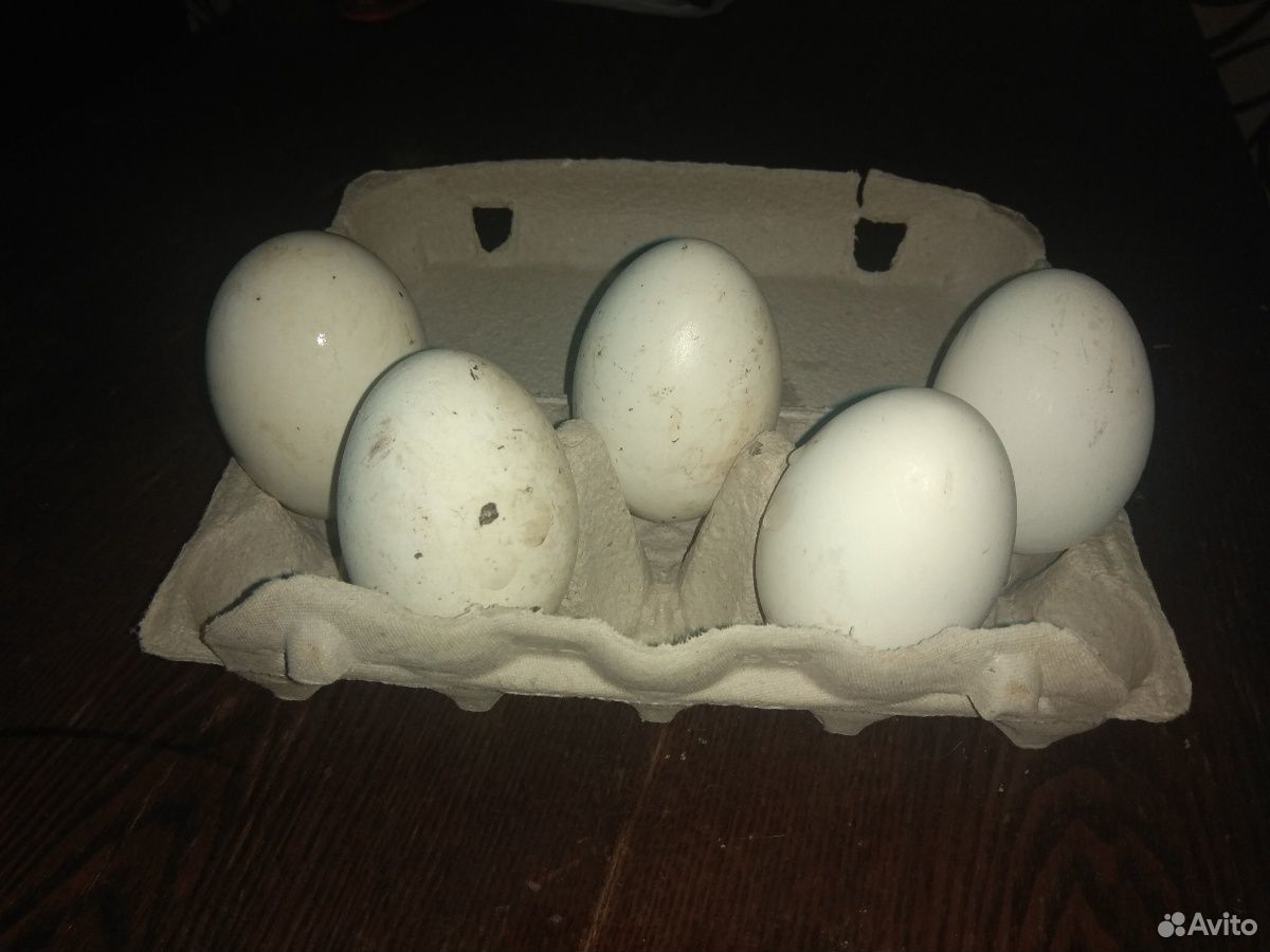 Икубационное яйцо Гусей породы Линда купить на Зозу.ру - фотография № 1