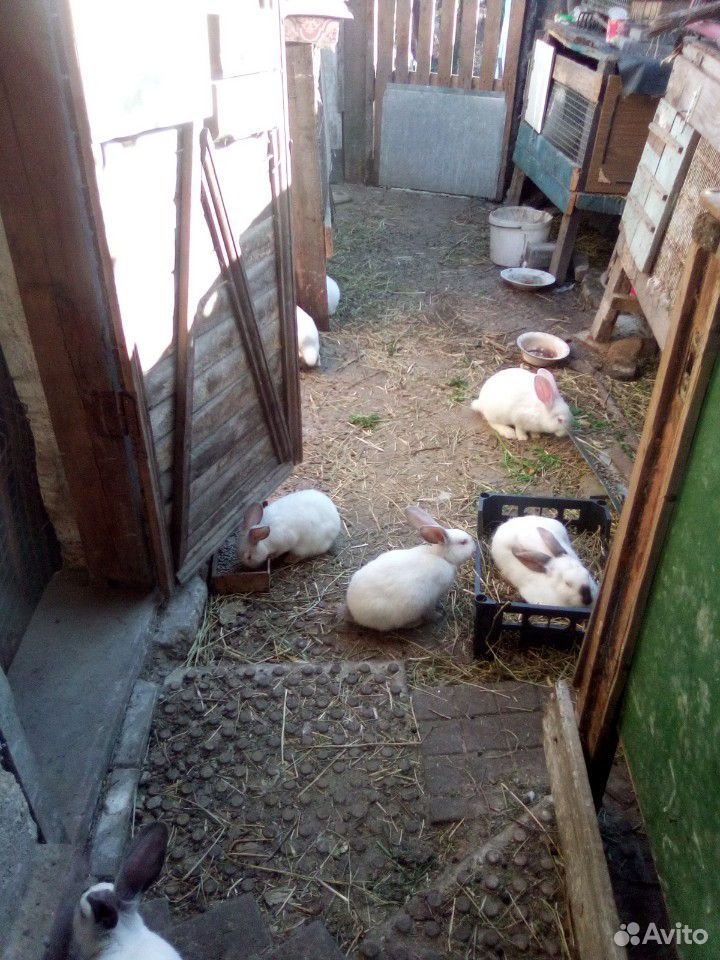 Кролики колифорнийцы купить на Зозу.ру - фотография № 4