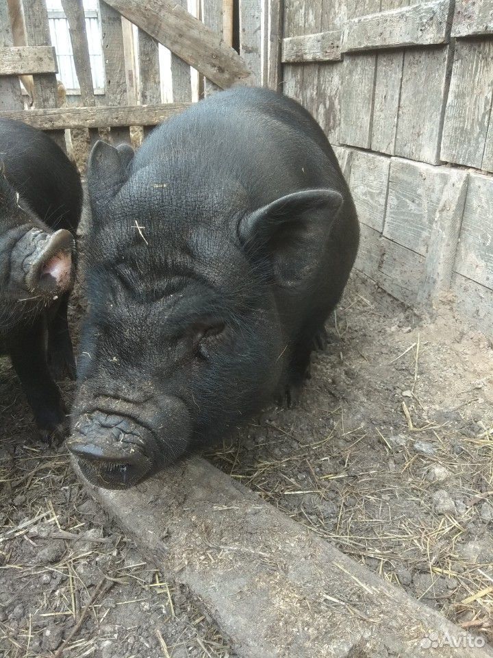 Вьетнамская вислобрюхая свинка купить на Зозу.ру - фотография № 3