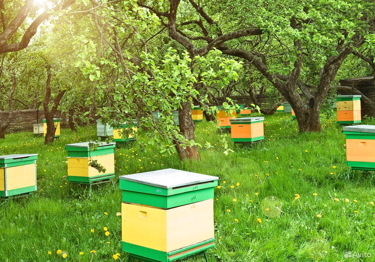 Пчелосемьи, возможна продажа вместе с ульями купить на Зозу.ру - фотография № 1