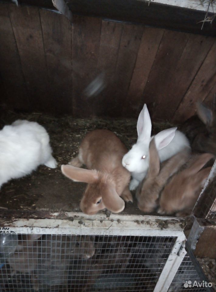 Продам кроликов разных возрастов купить на Зозу.ру - фотография № 10