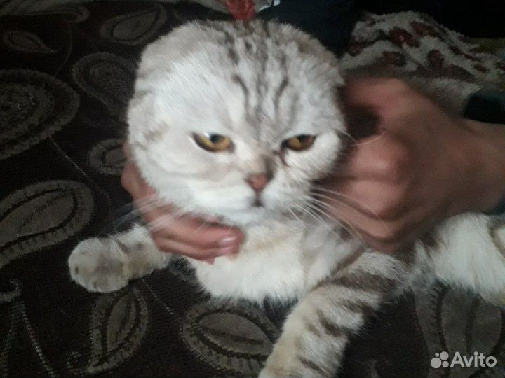 Лопоухая кошка купить на Зозу.ру - фотография № 1