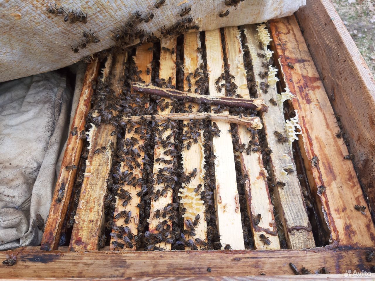 Пчелосемьи 5500 купить на Зозу.ру - фотография № 1