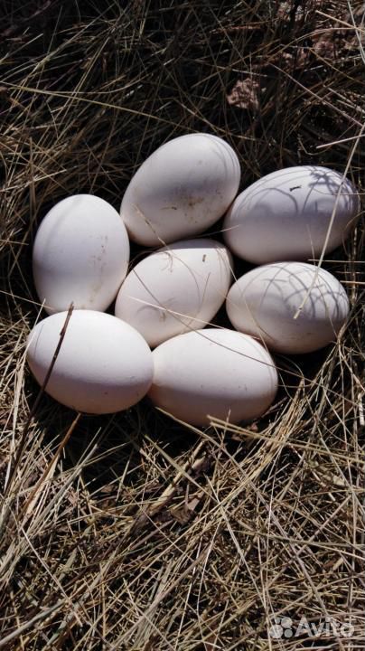 Гусиные и утиные инкубационные яйца купить на Зозу.ру - фотография № 1