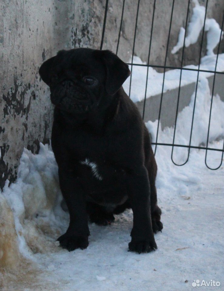 Мопс щенок черного окраса купить на Зозу.ру - фотография № 1