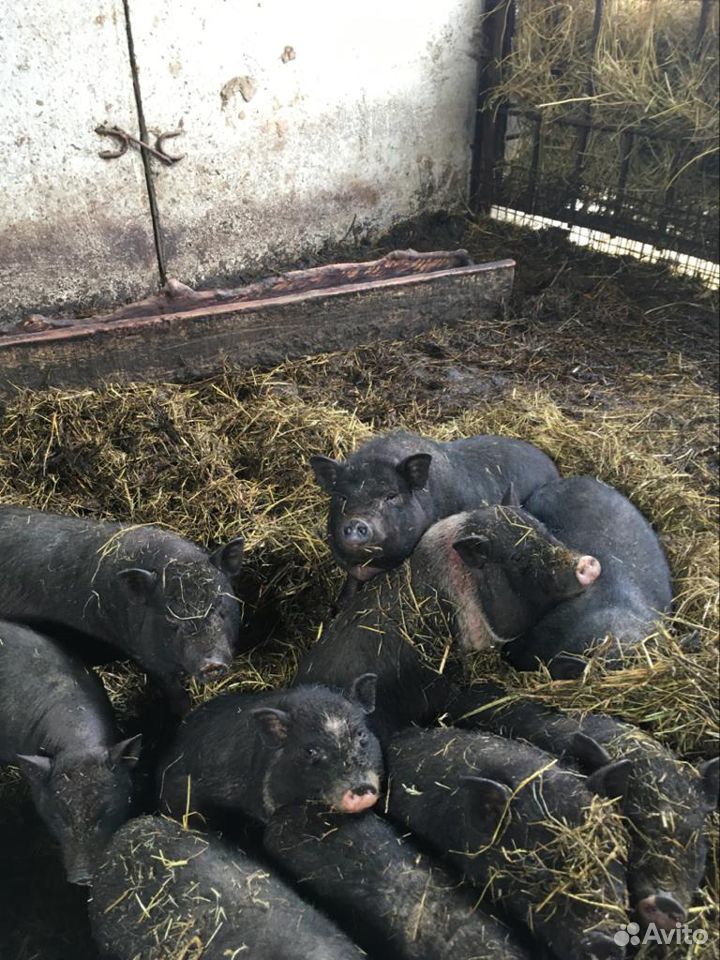 Свиньи вьетнамской породы купить на Зозу.ру - фотография № 1