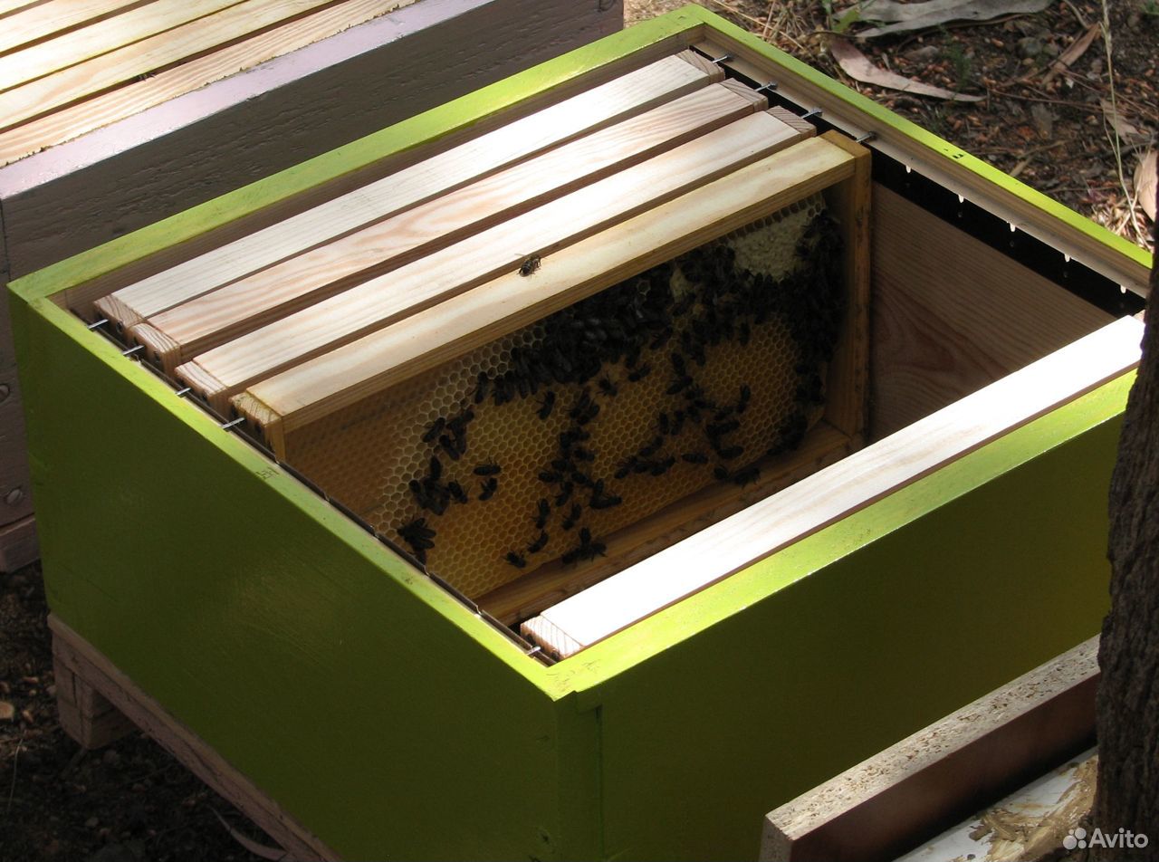 Пчелы, пчелосемьи, ульи купить на Зозу.ру - фотография № 2