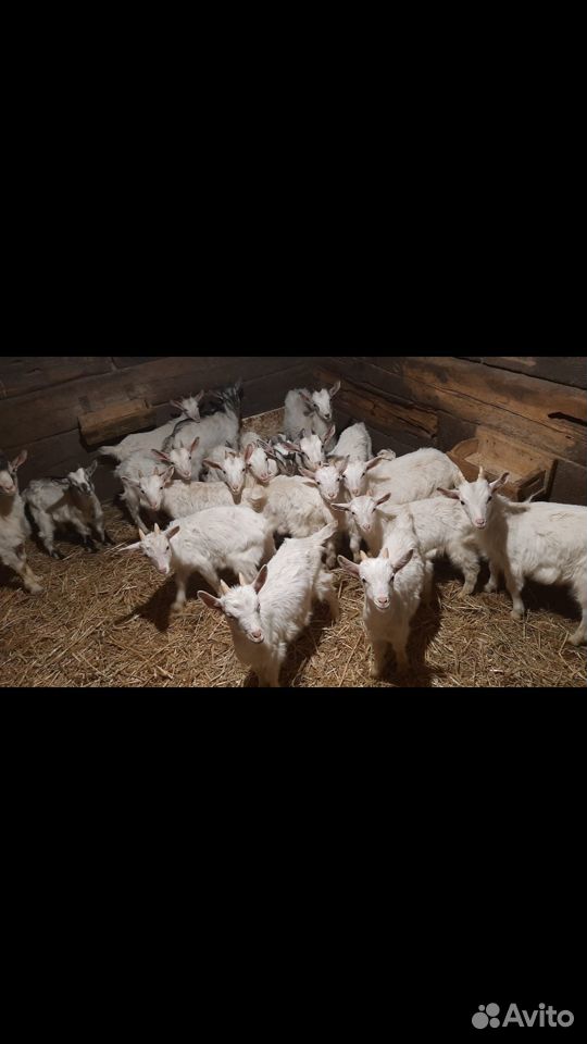Козлята от дойных коз купить на Зозу.ру - фотография № 2