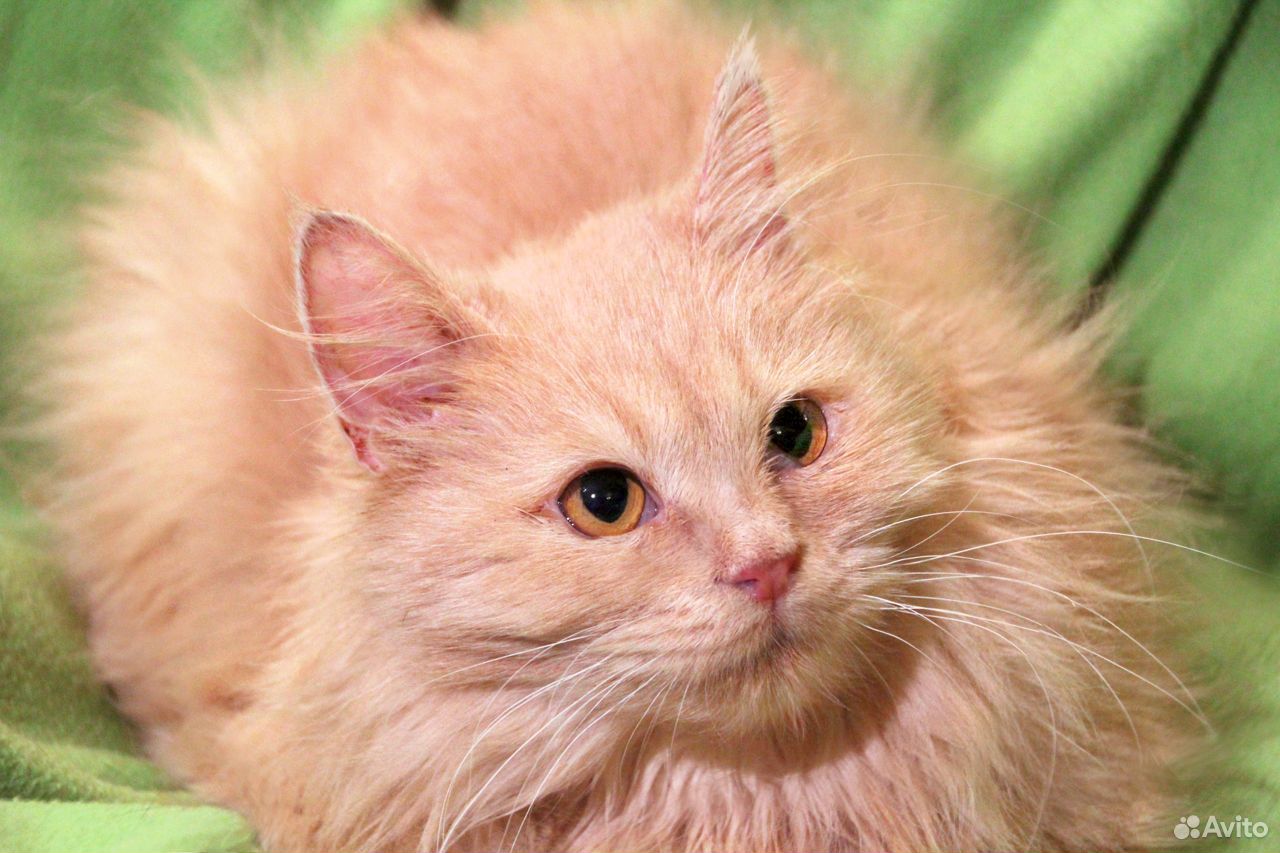 Пушистый рыжик. Метис персидской кошки. Персидский кот рыжий метис.