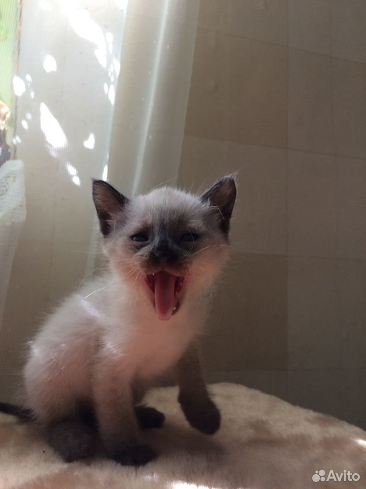 Тайский котёнок купить на Зозу.ру - фотография № 8